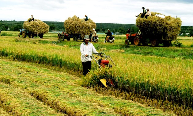 Vietnam melalukan restrukturisasi cabang pertanian untuk berintegrasi dan berkembang